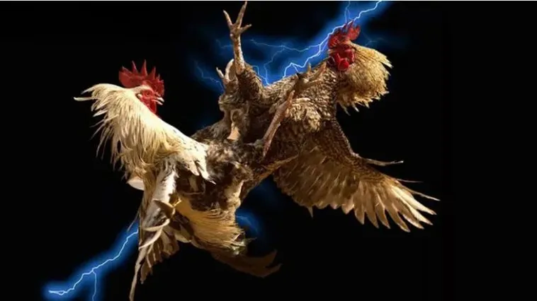 Khám Phá Thế Giới Đá Gà SV368 Đỉnh Cao Cùng Kê Thủ Chuyên Nghiệp