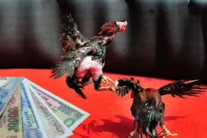 Bật Mí Cách Chơi Đá Gà Sabong Tại SV368 Thắng Lớn Như Cao Thủ